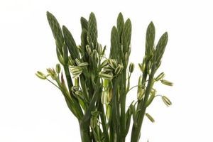 ALBUCA CANADENSIS GROEN/WIT 55